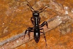 Paltothyreus tarsatus