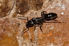 Paltothyreus tarsatus