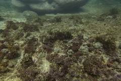 Dendronephthya australis