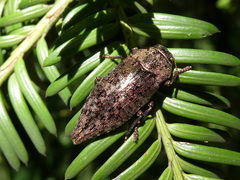 Dicerca berolinensis