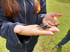 Malayemys macrocephala