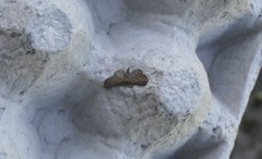 Eupithecia vulgata