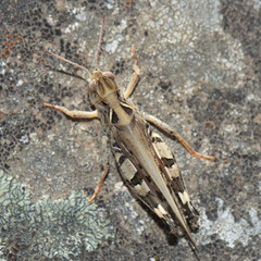 Dociostaurus maroccanus