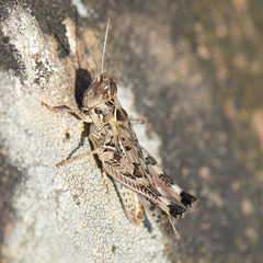 Dociostaurus maroccanus