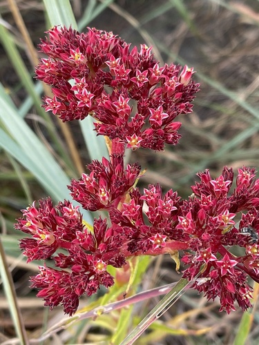 grassland red crassula