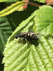 Crabro peltarius