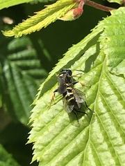 Crabro peltarius