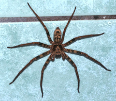 Heteropoda longipes