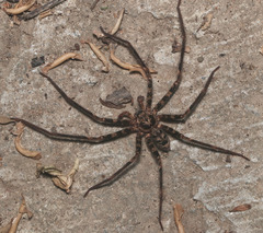 Heteropoda longipes