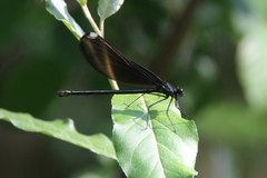 Calopteryx maculata
