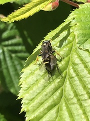Crabro peltarius