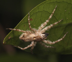 Ornodolomedes