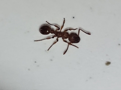 Myrmicinae