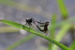 Leucorrhinia intacta