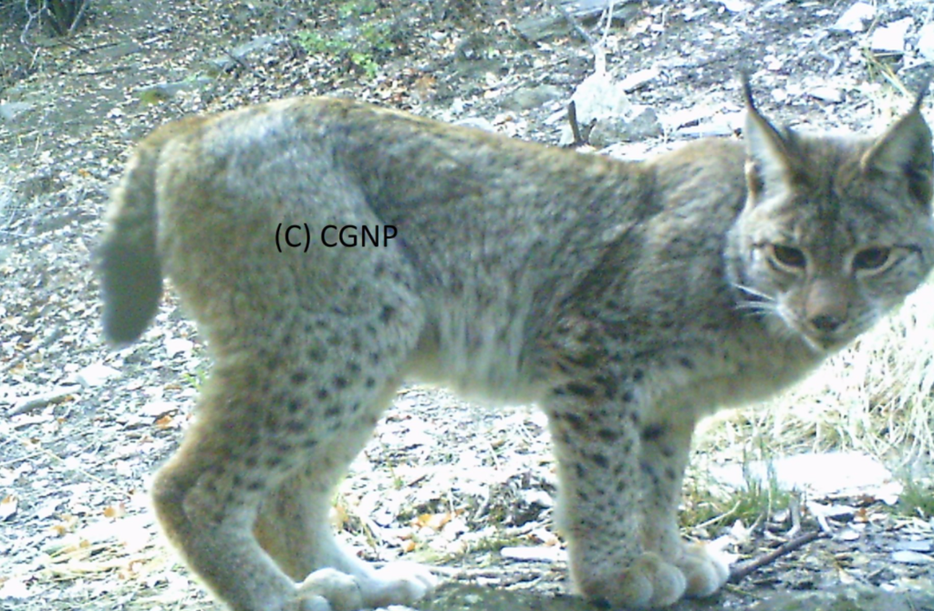 Eurasian Lynx (Lynx lynx) · iNaturalist