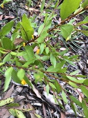 Persoonia oblongata