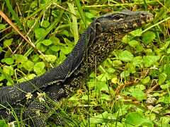 Varanus salvator