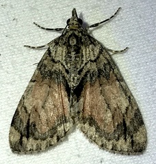 Hydriomena perfracta