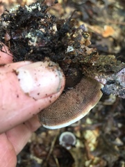 Hydnellum scrobiculatum