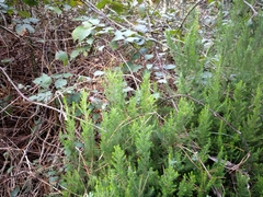 Erica lusitanica