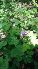 Geranium robertianum