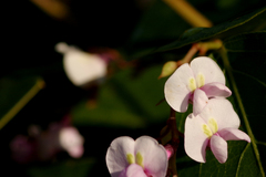 Hardenbergia violacea