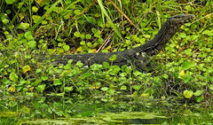 Varanus salvator