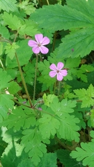 Geranium robertianum