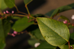 Hardenbergia violacea