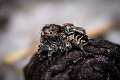Maratus spicatus