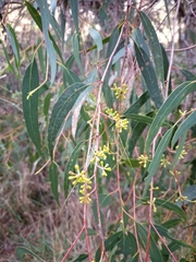 Eucalyptus radiata radiata