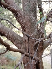 Eucalyptus radiata radiata