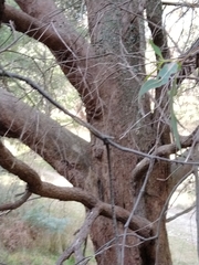 Eucalyptus radiata radiata