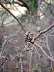 Eucalyptus radiata radiata