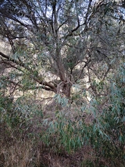 Eucalyptus radiata radiata