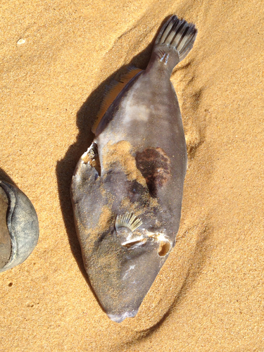 Meuschenia freycineti