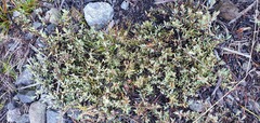 Pimelea suteri