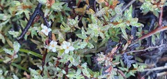 Pimelea suteri