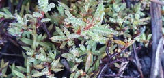Pimelea suteri