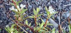 Pimelea suteri