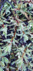 Pimelea suteri