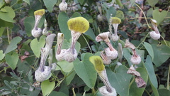 Aristolochia argentina