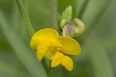 Vigna reflexopilosa