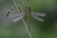 Lestes vigilax