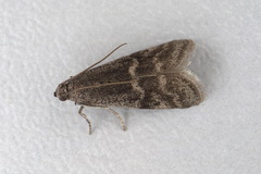 Euzophera bigella