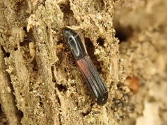 Colydium filiforme