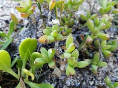 Delosperma patersoniae