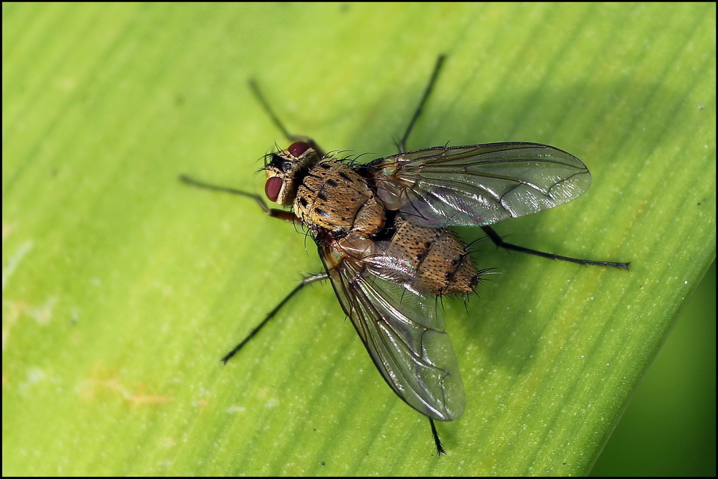 Dexia rustica