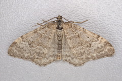 Xanthorhoe annotinata