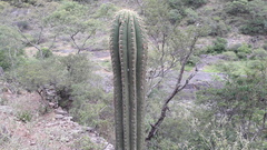 Trichocereus terscheckii